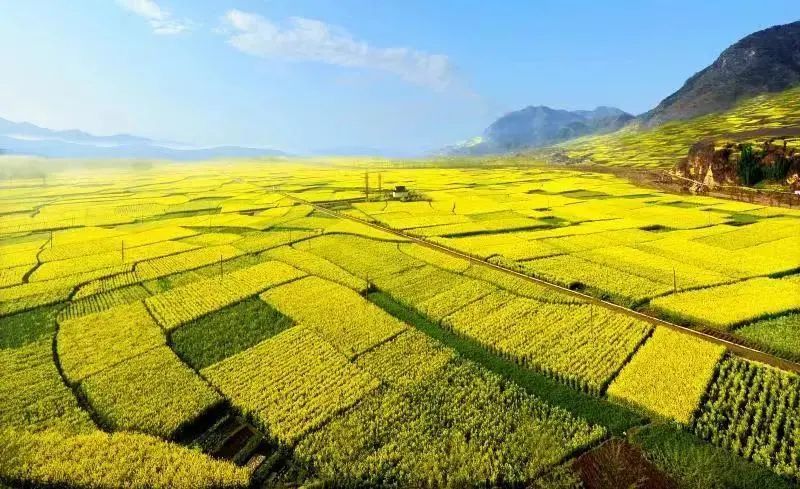 2022汉中油菜花节即将启动 观花路线新鲜出炉