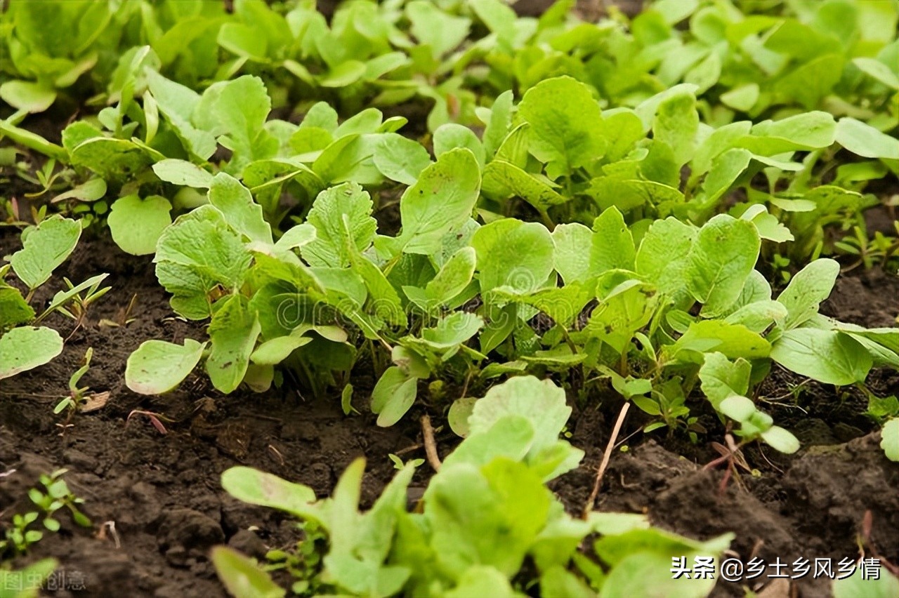 鸡毛菜