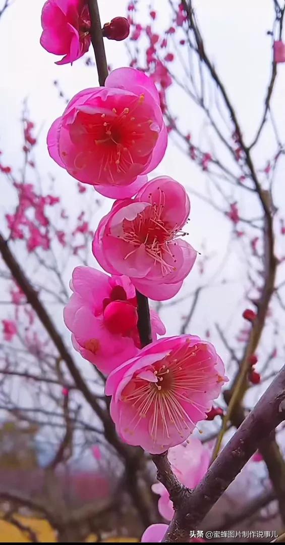 各种花卉植物，养在家里什么地方合适