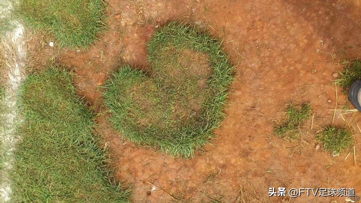 福勒放棄射門是真的嗎（足球與人性，奢侈的愁）