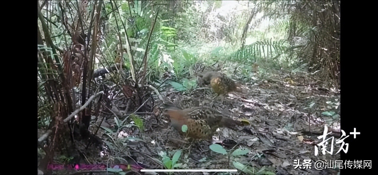 一起来看汕尾生物及生态之美