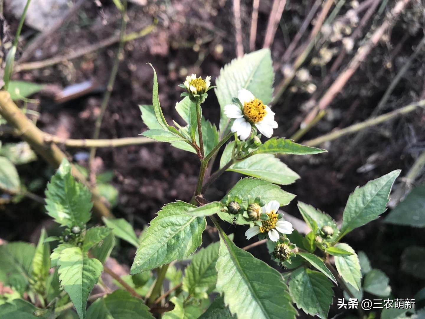 鬼针草的危害是什么（详解鬼针草对大自然的危害）