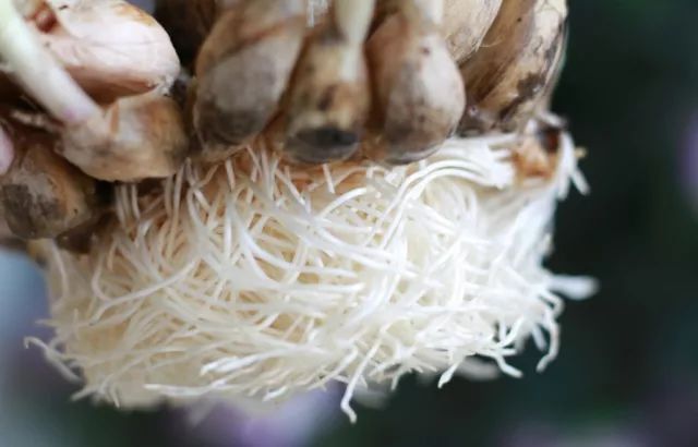 直根系的植物有哪些(知识科普常见的直根系植物大全)