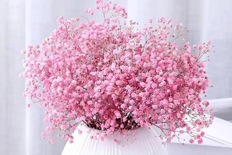 适合用于表白 不可或缺的配角粉色满天星颜色浪漫,在花束中不可或缺