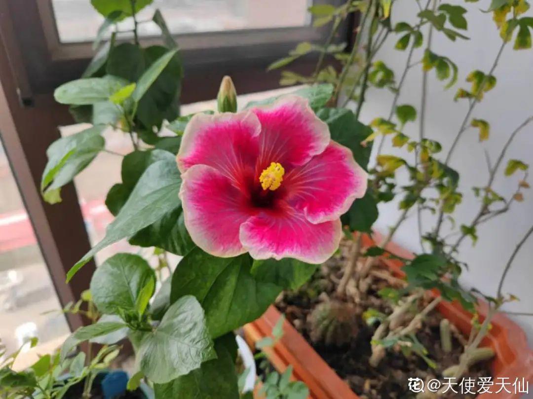 什么花不适合在家里养?(不适合在家里养的八种不