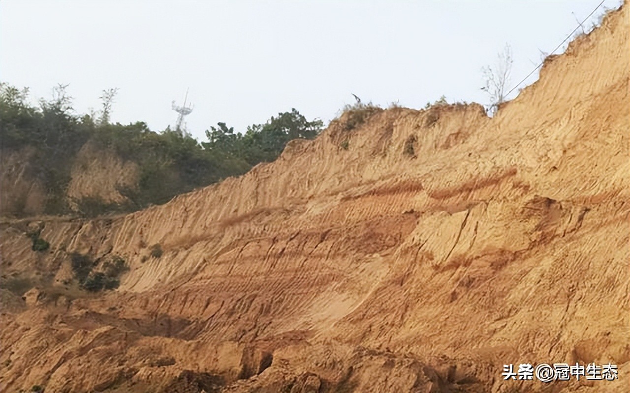 冠中生态｜揭开“优粒”土壤的神秘面纱