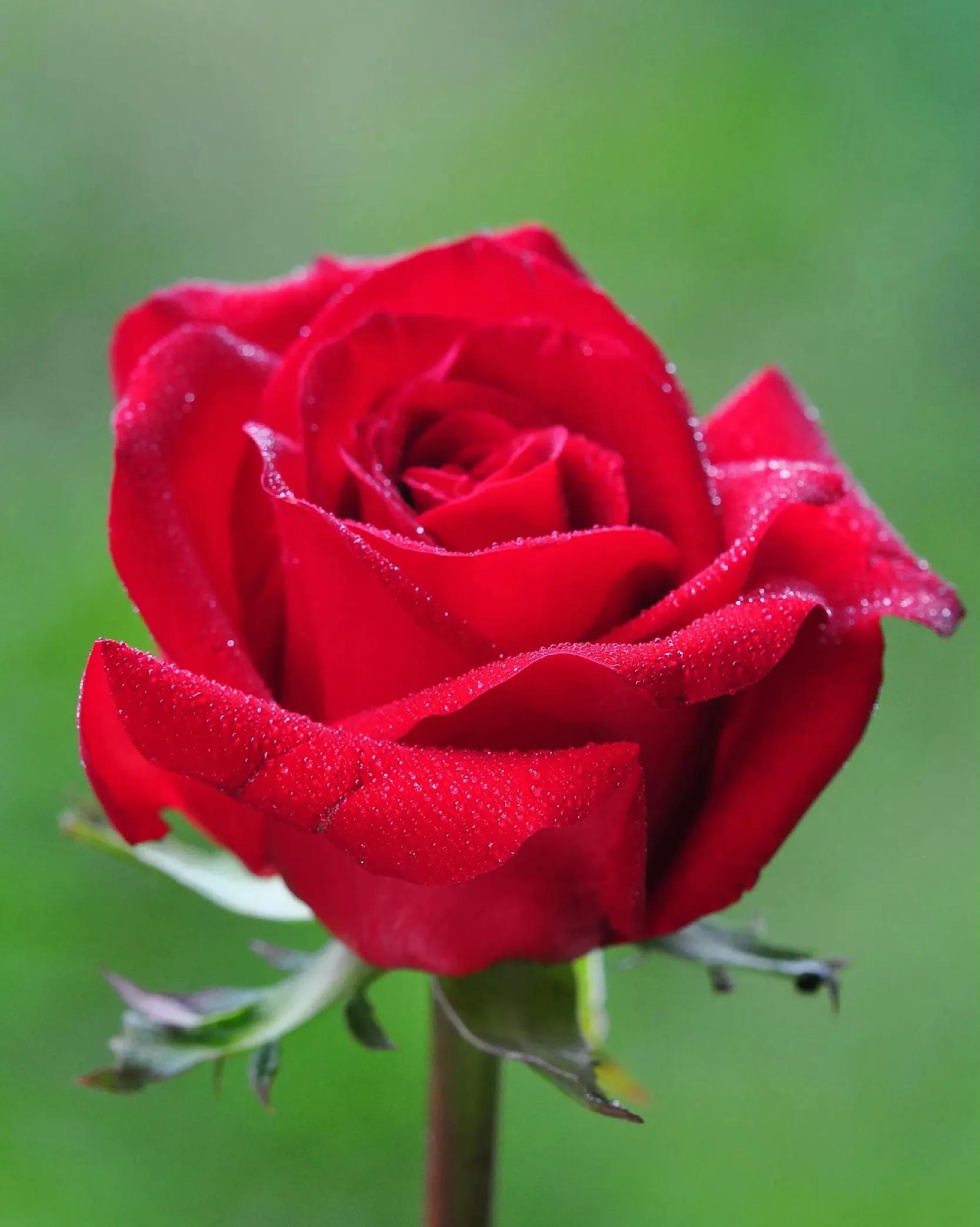 粉红色玫瑰代表什么(各色玫瑰花代表的花语)