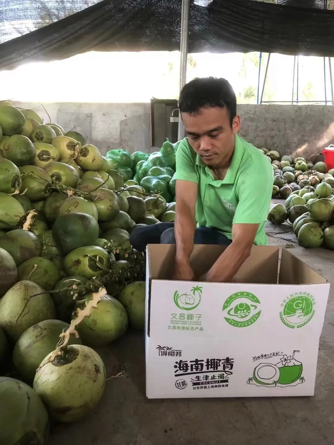 去海南,探访椰子潮流背后的秘密