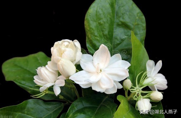 春天挖野菜，送你56种野菜大图片，带你见识不同的野菜和吃法