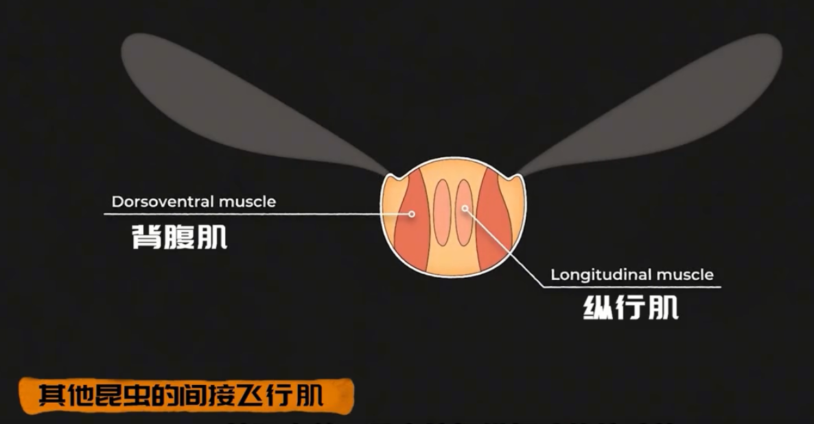 为何总是有人说「蜻蜓」不是地球上的生物