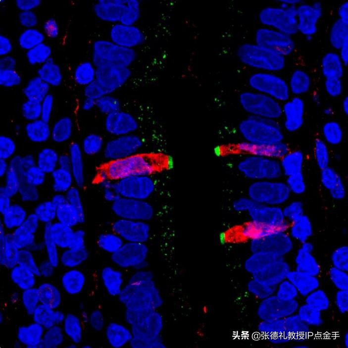 诸平：科学家绘制了单细胞分辨率下完整的人肠道细胞图谱（转载）