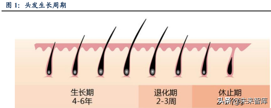 植发医疗行业深度研究：心系万千青丝，植发经济方兴未艾