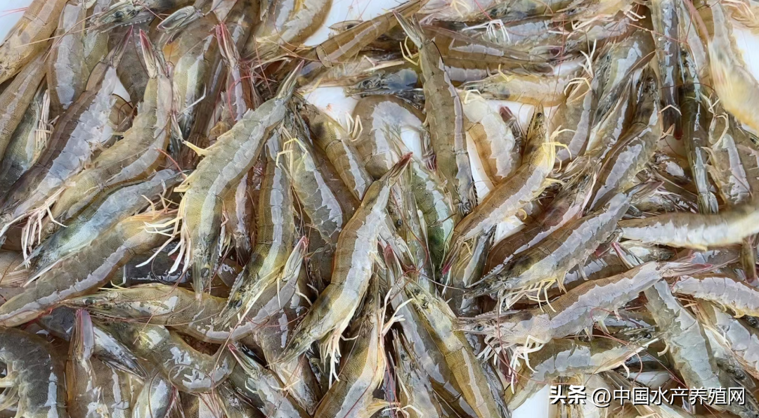 今日广东鳜鱼塘口价「今日鳜鱼全国塘口价格」