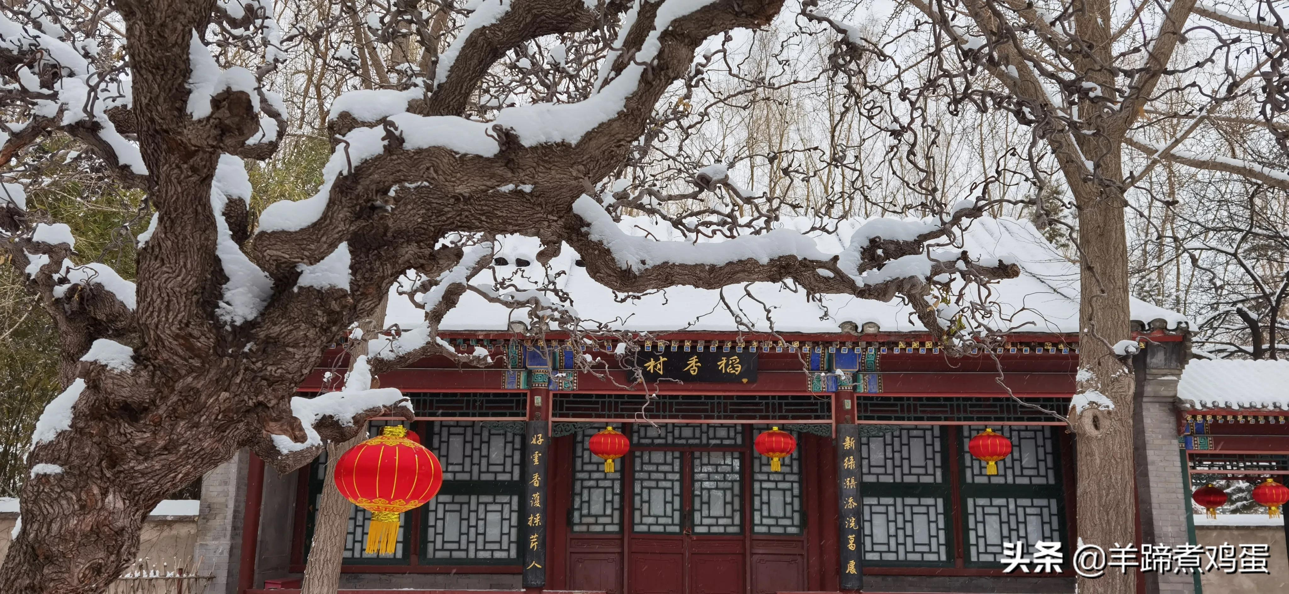 难览观园全画景雪覆腊梅一隅香——踏雪寻游北京大观园