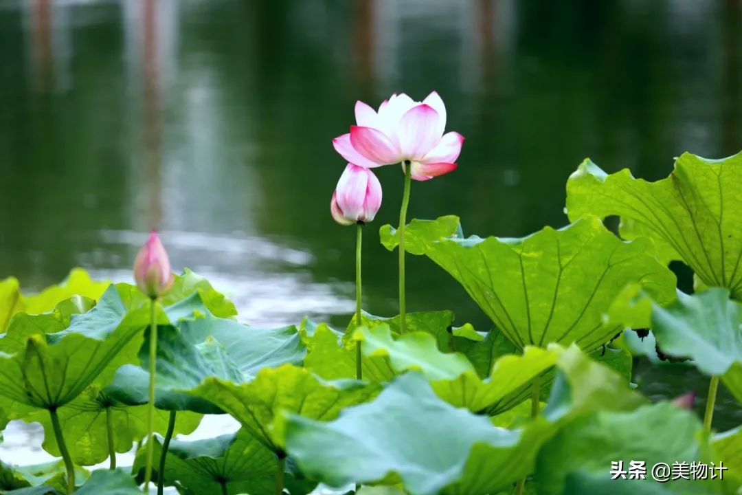 菊花的花语和寓意（一文了解菊花象征的含义）