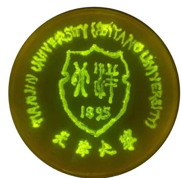 什么？天津高校的期末考试内容是画画，原材料使用的是微生物