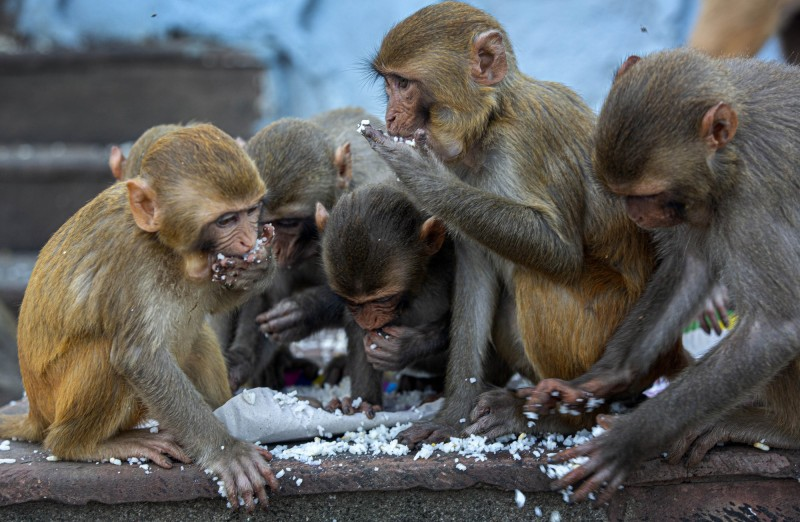 印度猴子有多记仇？因狗咬死一只小猴，猴群疯狂屠杀全村250条狗