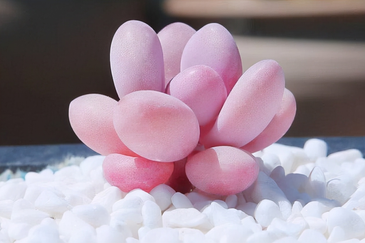 多肉植物品种大全图解(100种常见多肉图鉴)