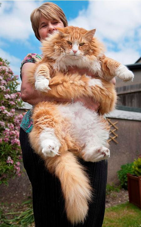 巨型猫品种大全大型图片