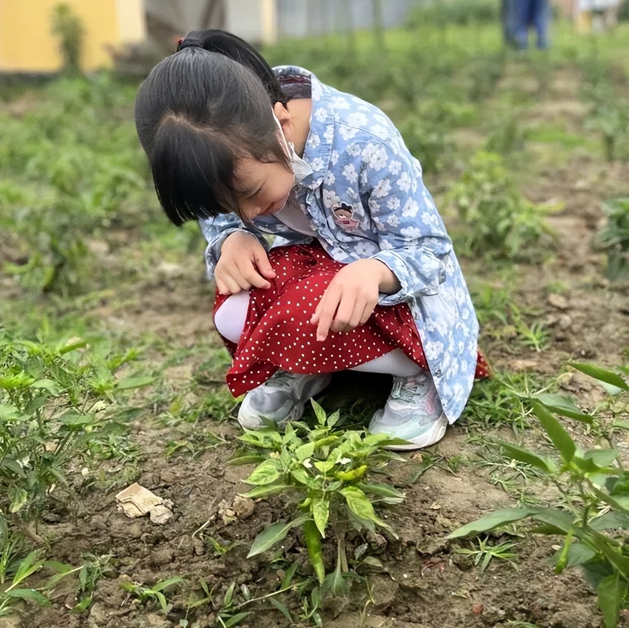 成都高新区朝阳小学深入开展二十四节气之小满有关活动