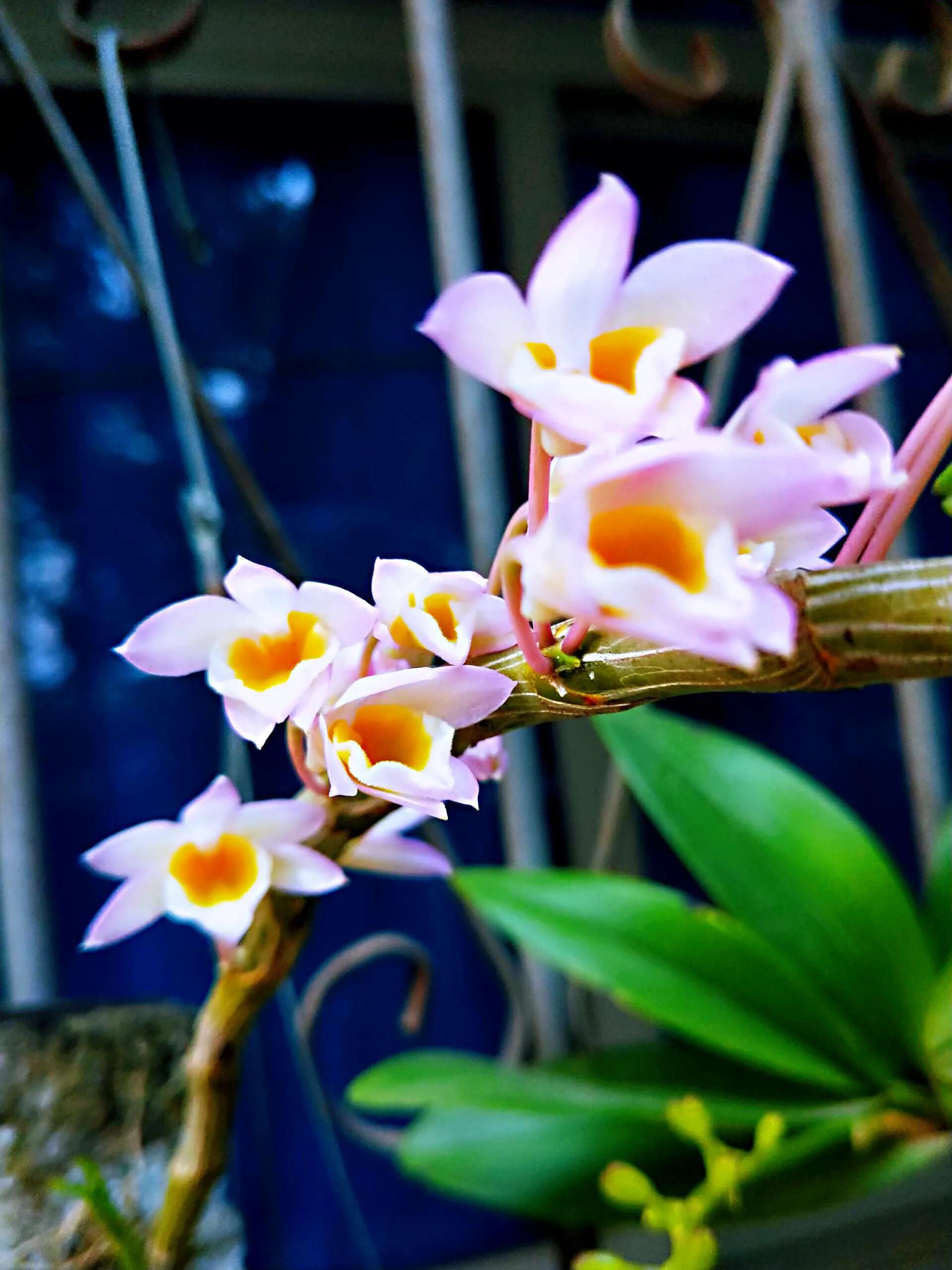 玫瑰石斛～茎悬垂，花姿优雅，玲珑可爱，花色鲜艳，气味芳香