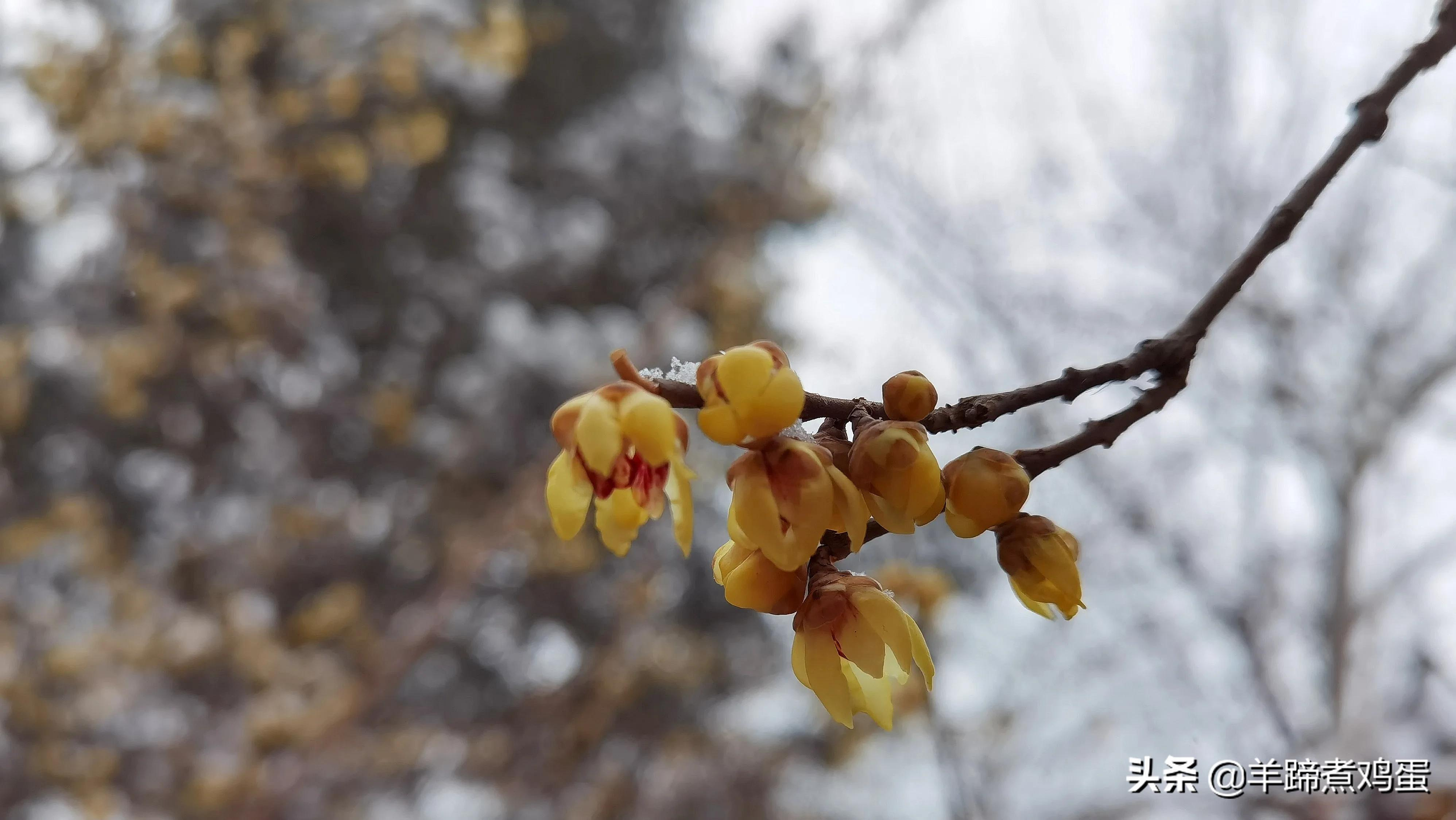 难览观园全画景雪覆腊梅一隅香——踏雪寻游北京大观园