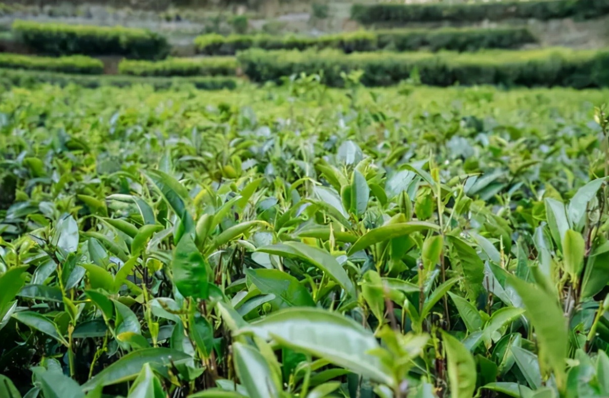 消除茶叶消费之痛，政企在行动