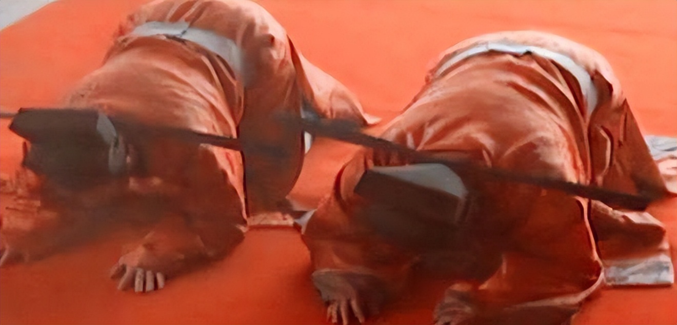 《水浒传》播出24年，8位演员境况相差太大，男7号如今成顶流