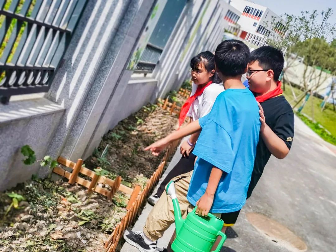 「责任教育 劳动课程」成都市双流区黄甲小学开发特色劳动种植课程