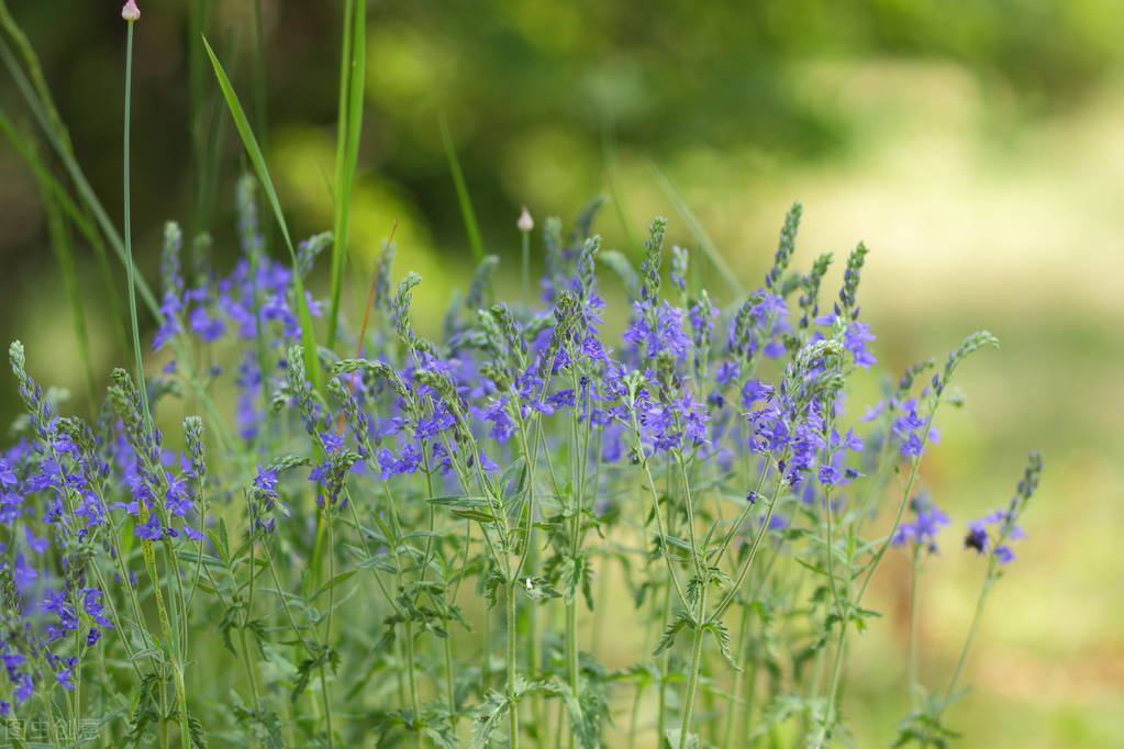写给痴念一生的你：缘来缘去缘如水，花开花落心无悔，好想你