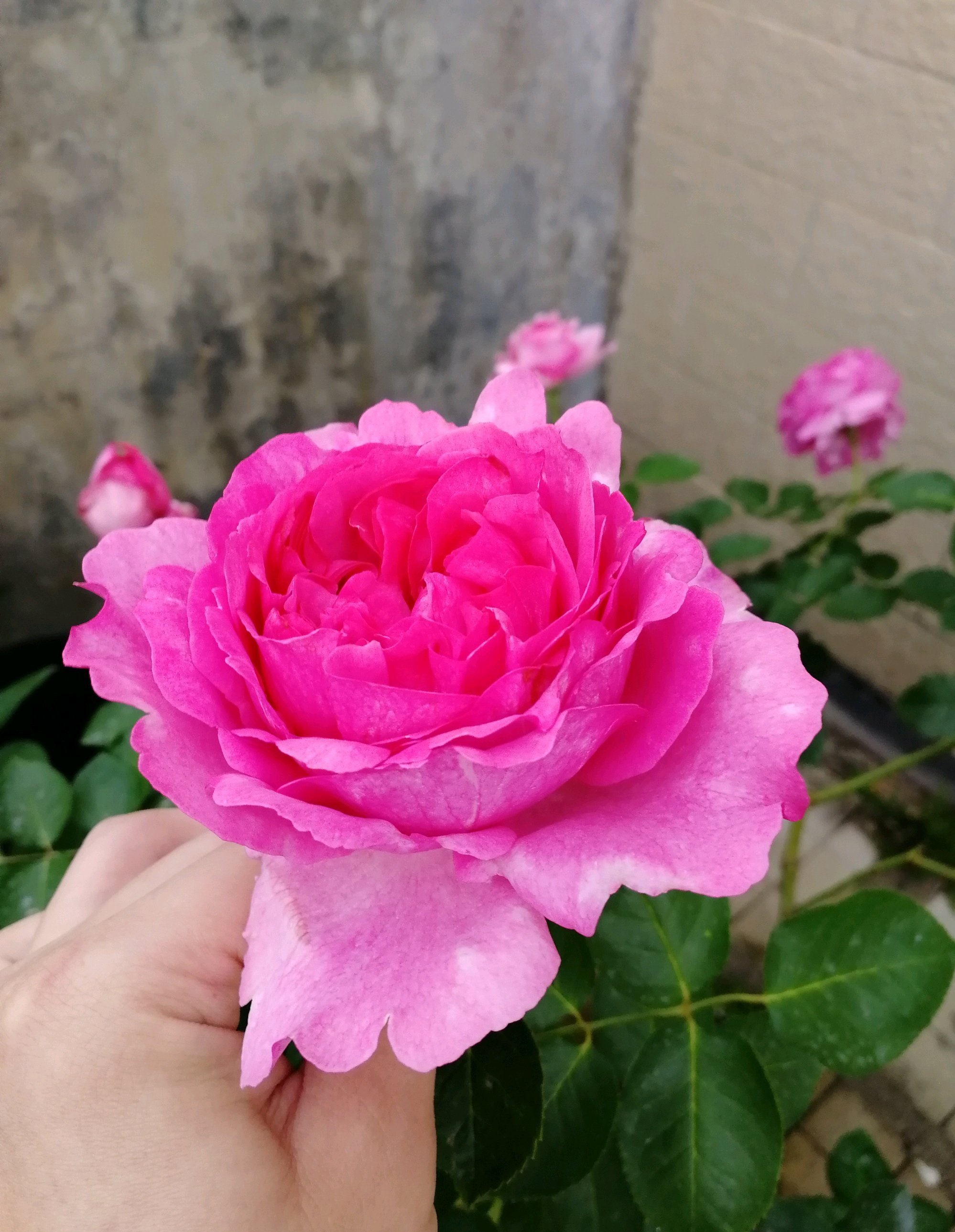 伊芙月季里面谁最好看最好养(伊芙月季最好养排名对比)