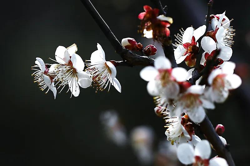 蔷薇科杏属植物杏梅（盘点杏梅种类以及特征）