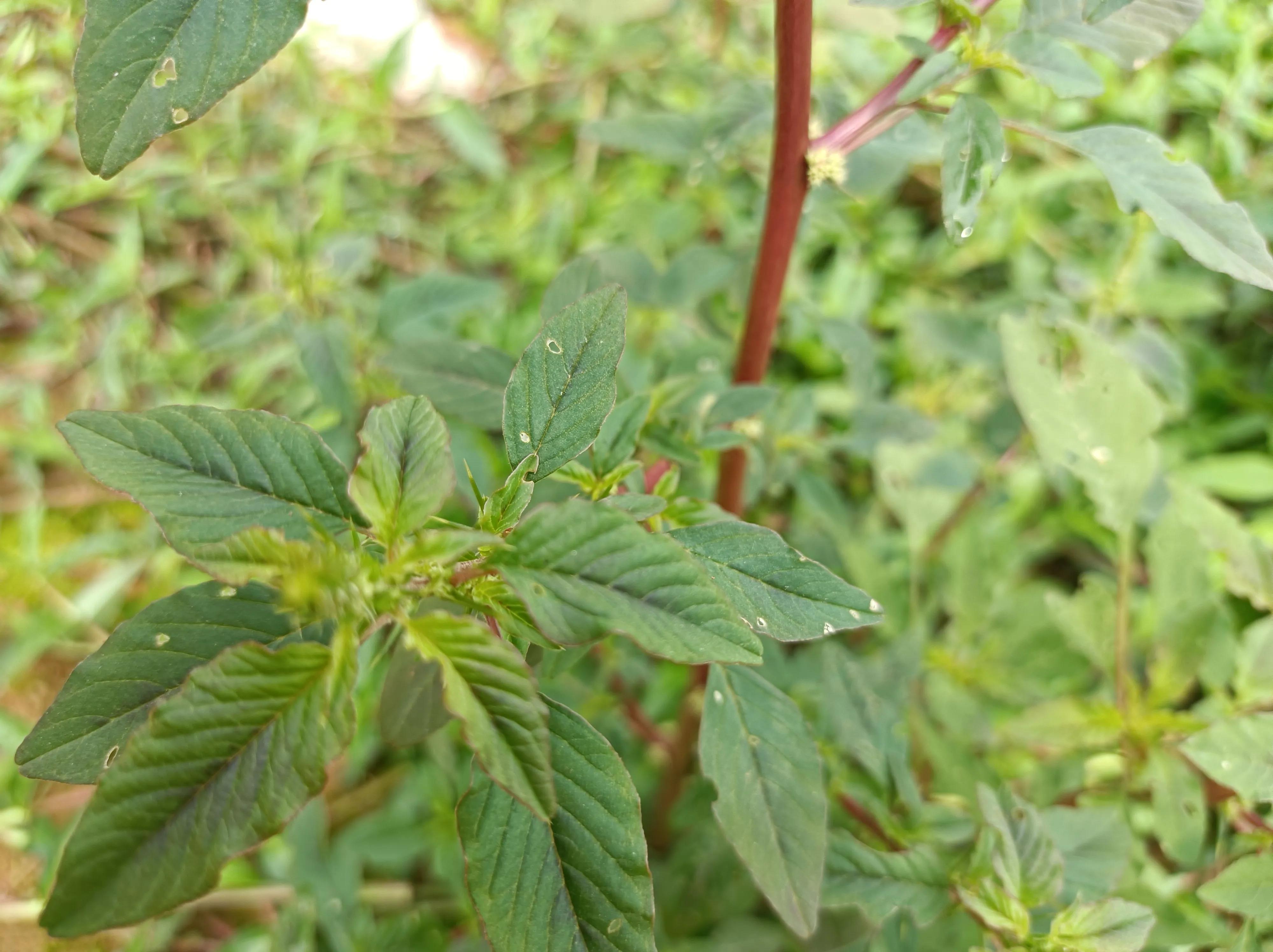 浑身是刺，嫩叶是菜，根部价值珍贵，煲猪肠是一绝，对痔疮有好处