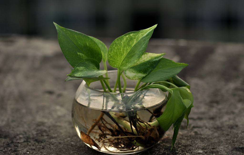 新家装修，这种绿植遇水就活，十分便宜，不用精心照料