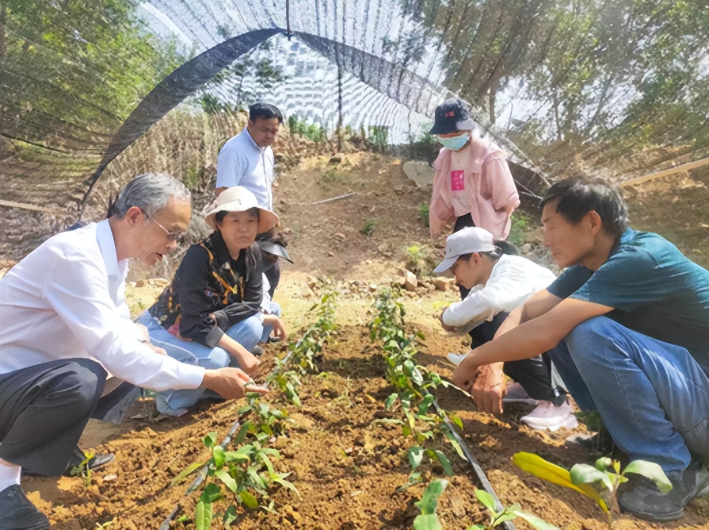 副会长单位动态 | 山东省农科院茶叶研究所助力春曦茶业高质量发展