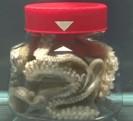 求章魚保羅詳細資料（章魚為何沒發展出文明？明明有9個大腦能編輯基因，智商還極高）