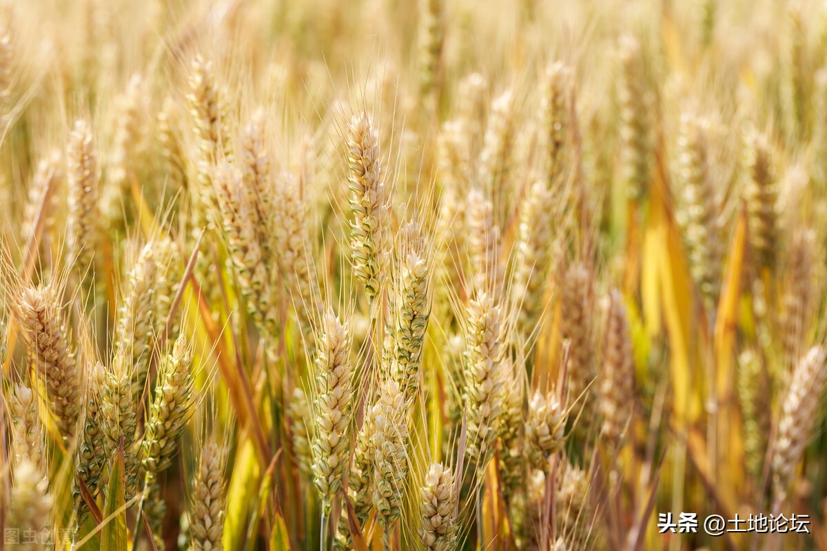 2022年小麦价格最新行情：多少钱一斤？还会涨吗？