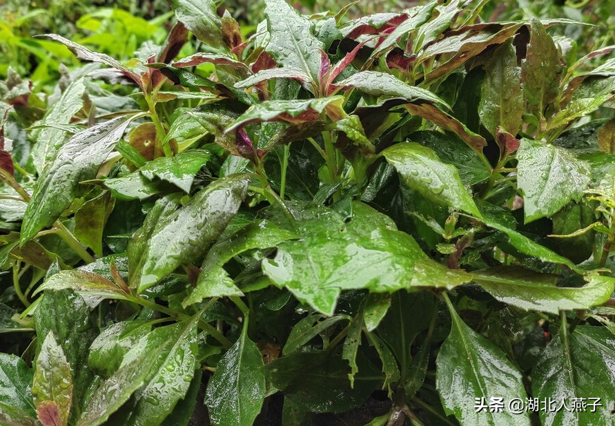 春天挖野菜，送你56种野菜大图片，带你见识不同的野菜和吃法