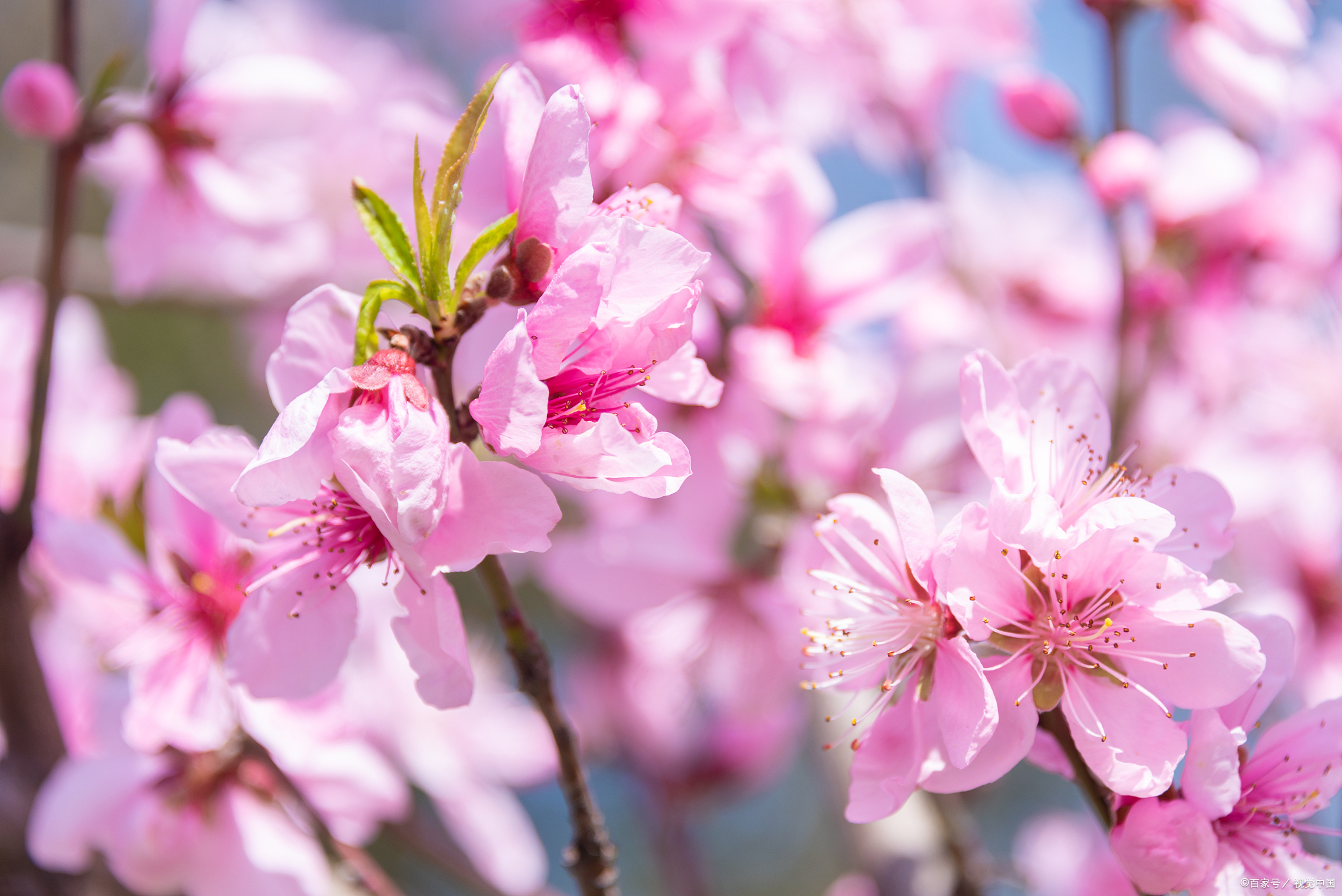 当唐诗宋词遇上春日美景,一起感受春天里的诗意美景