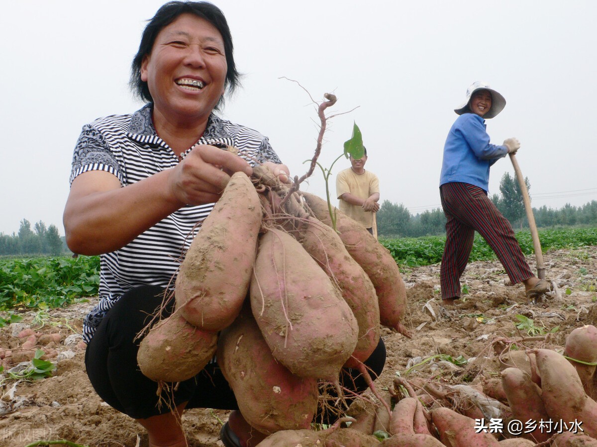 种菜难？老祖宗留下的6句蔬菜种植“顺口溜”，句句饱含智慧