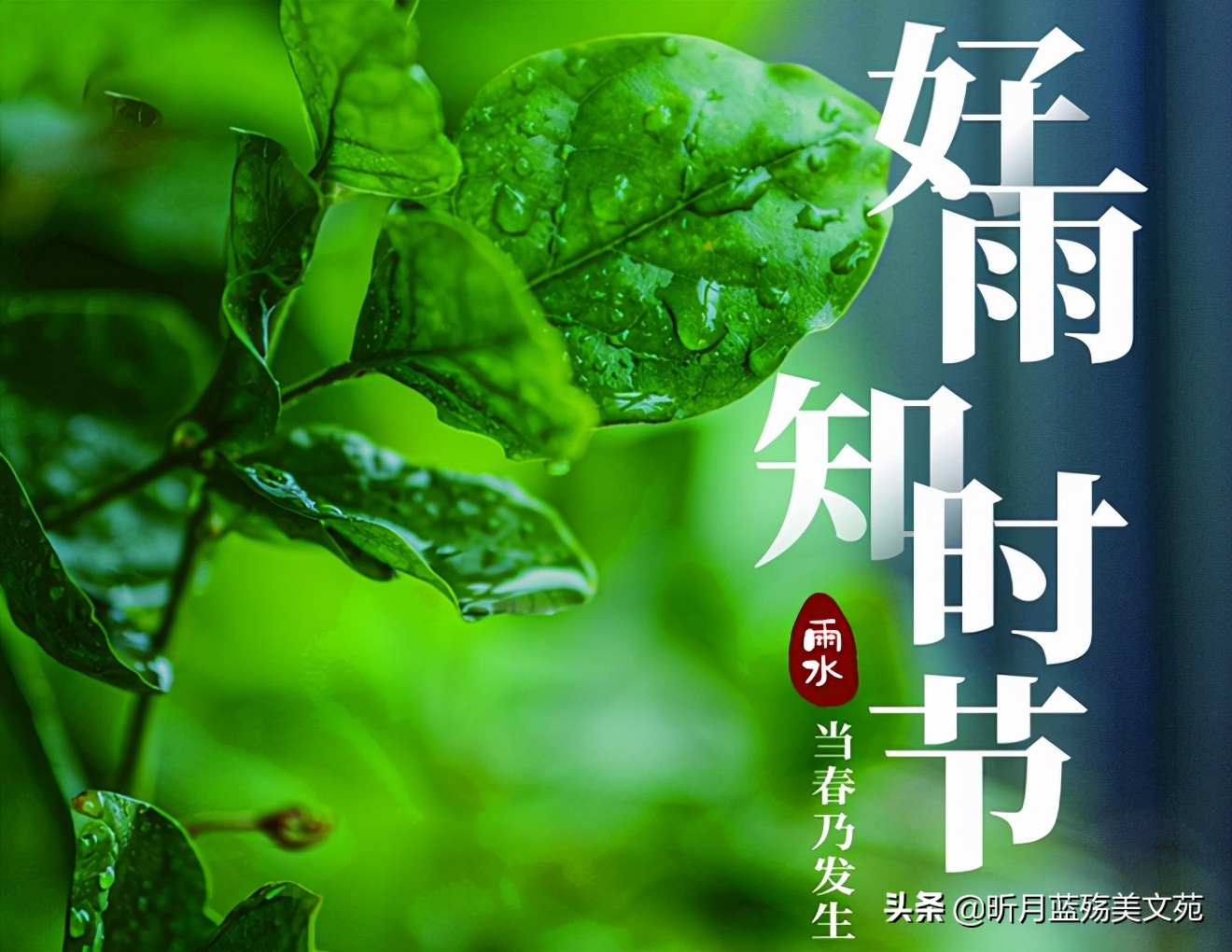 雨水：一场春雨一场暖，一份相思一份情