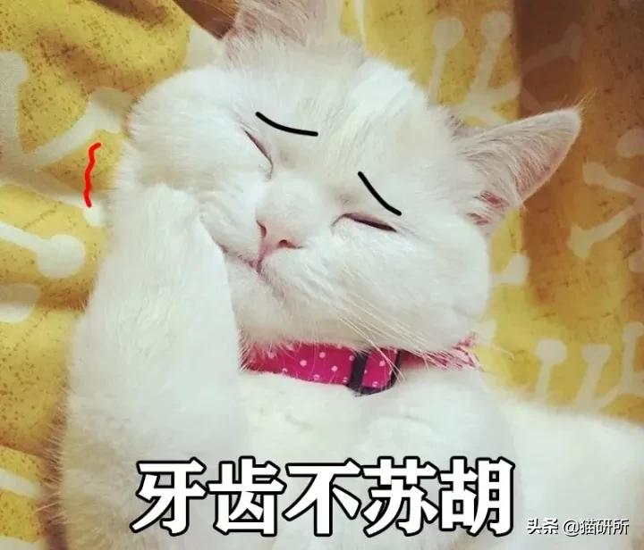 80%猫咪都有牙周炎?猫咪口臭就要警惕