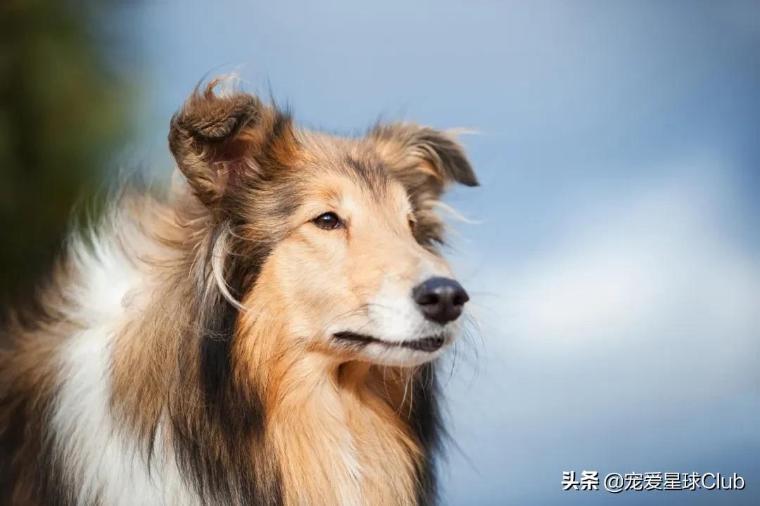 百科 | 苏格兰牧羊犬，端庄优雅的牧羊明灯
