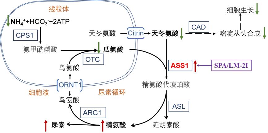 重磅！首届中南大学重大学术进展入选成果揭晓