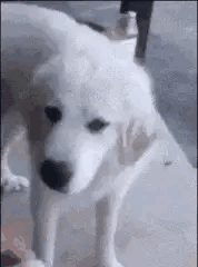 神回复：下次再听到钱难挣、屎难吃，就知道怎么回复了