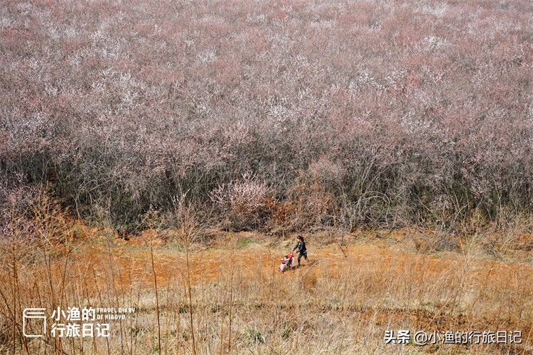 一座建在古墓上的城市，三月美成了桃花源！花开正好没门票，去浪