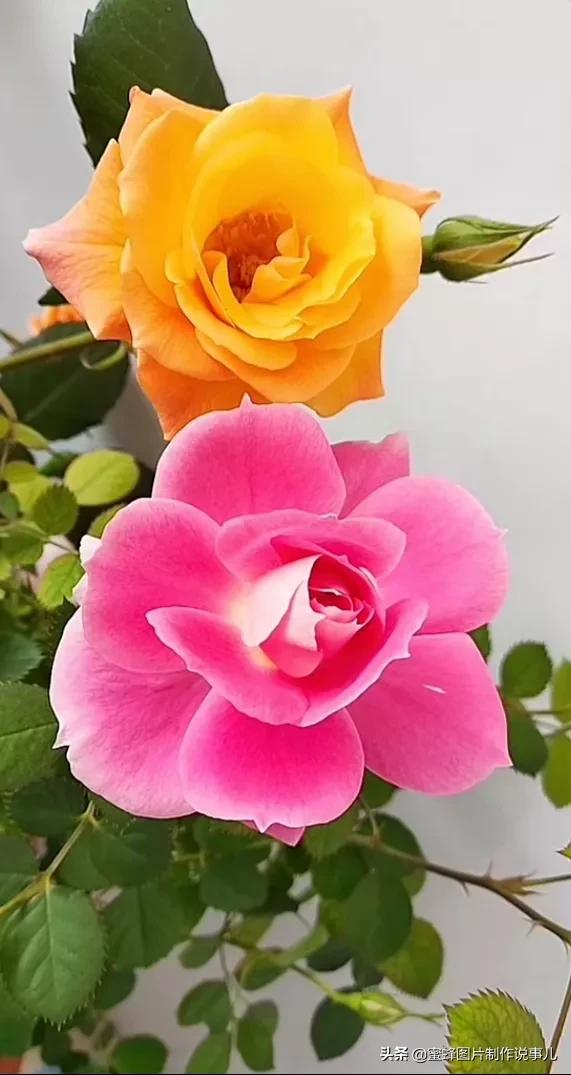 各种花卉植物，养在家里什么地方合适
