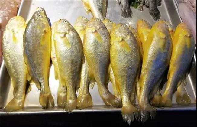 3天前渔民捕到大黄鱼，1条卖4.2万天价，濒危的大黄鱼泛滥了吗？
