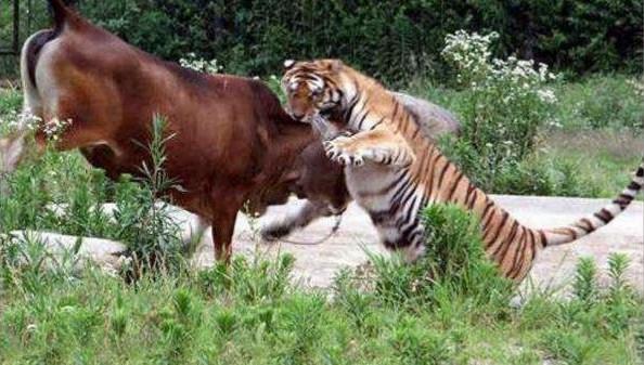 老虎如何捕牛？张二小放牛遇虎爬上树，目睹老虎斗牛的全过程
