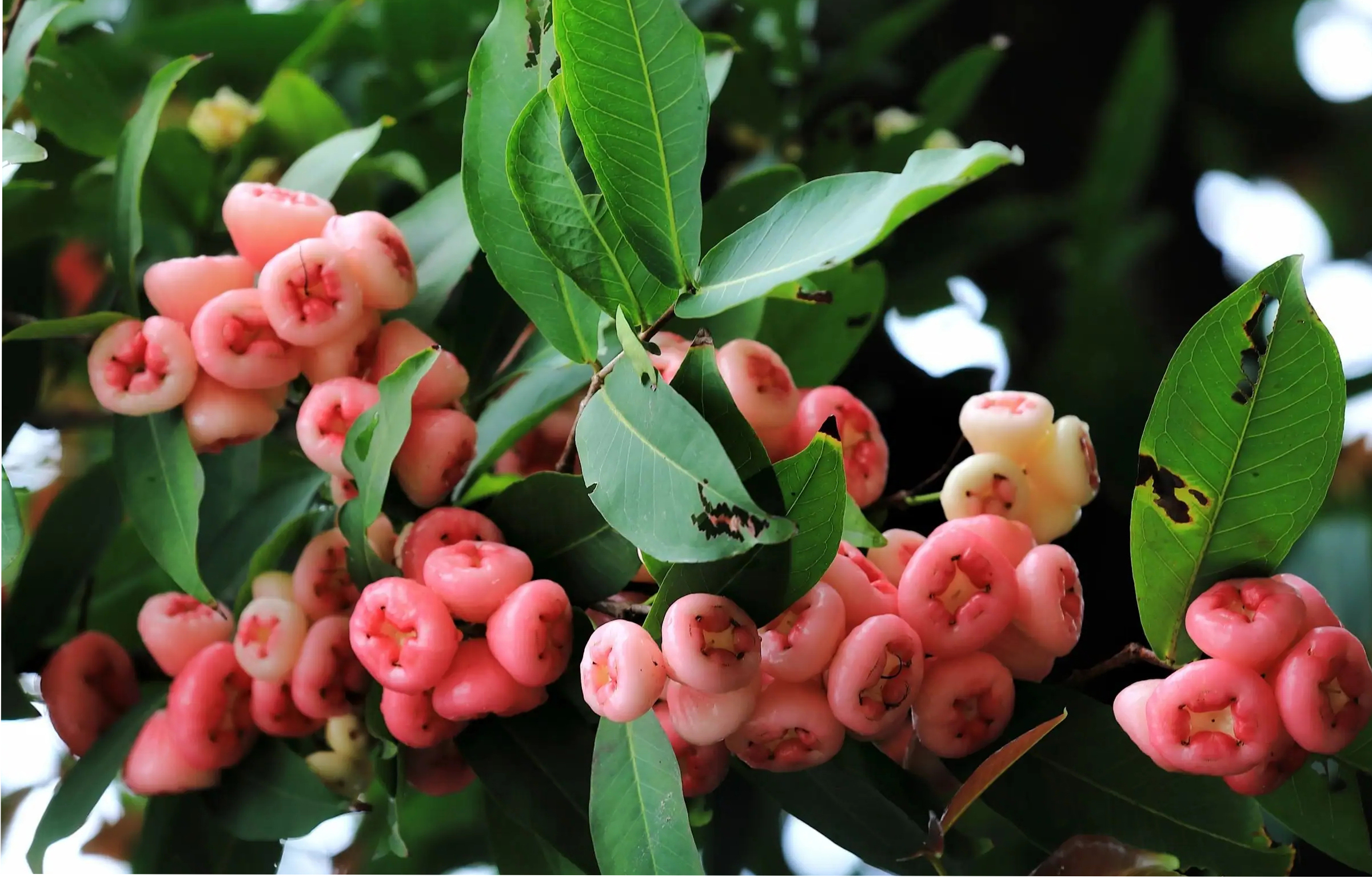 吃蒲桃的注意事项